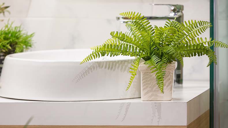 Bathroom Plants